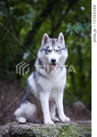 Gray beautiful husky dog is sitting on a big stone. Gray beautiful husky dog is sitting on a big stone. 72369166
