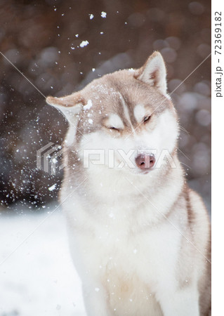 Husky dog funny shakes off the snow 72369182