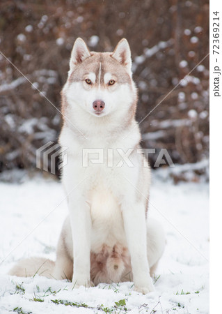 Husky male in the snow 72369214