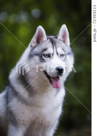 Portrait of a gray beautiful husky dog Portrait of a gray beautiful husky dog 72369215