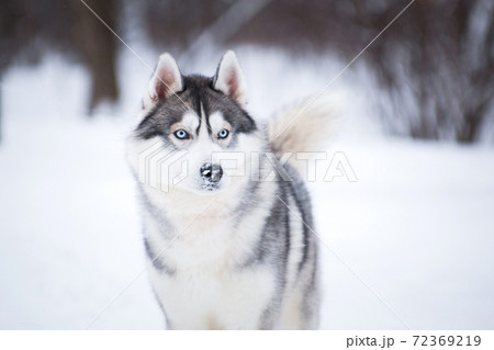 Husky dog in winter on the snow 72369219