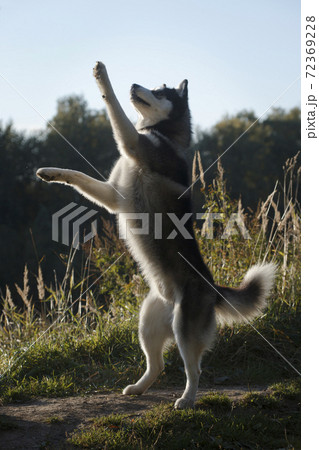 Dancing husky dog in summer outdoors Dancing husky dog in summer outdoors 72369228