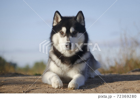 Portrait of a laying husky dog in his best 72369280