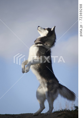 Husky standing upright by a summer sky Husky standing upright by a summer sky 72369288