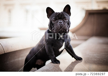 Black bulldog french bulldog posing against the backdrop of the city Black bulldog french bulldog posing against the backdrop of the city 72369297