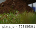 a beautiful green plant . High quality Photo 72369391