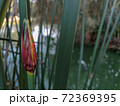 Green plants beside the river 72369395