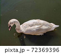 a white goose in a pond. High quality photo 72369396