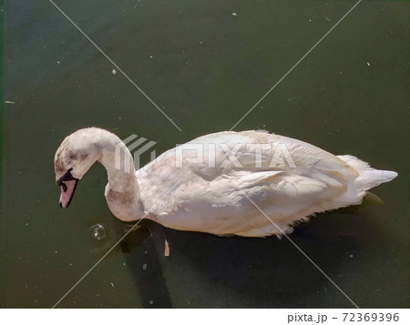 a white goose in a pond. High quality photo a white goose in a pond. High quality photo 72369396