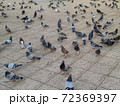 a group of pigeons in a yard. High quality photo 72369397