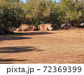 Two beautiful rhinos sitting. High quality photo 72369399