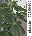 a green plant that look beautiful. High quality photo 72369400