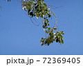 a beautiful green plant . High quality Photo 72369405