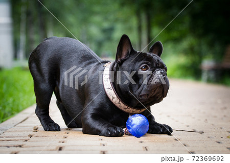 Black dog french bulldog play with ball 72369692