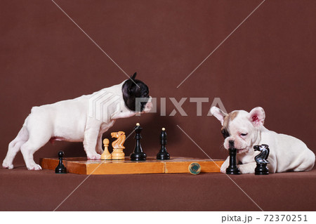 French bulldog puppies playing chess French bulldog puppies playing chess 72370251
