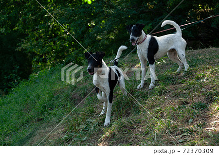 Two fox terrier dogs stand on a hillside 72370309