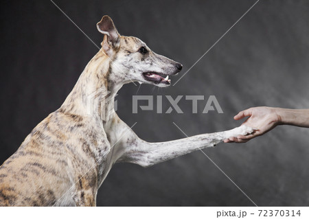 Whippet dog on a gray background gives a paw to a person Whippet dog on a gray background gives a paw to a person 72370314