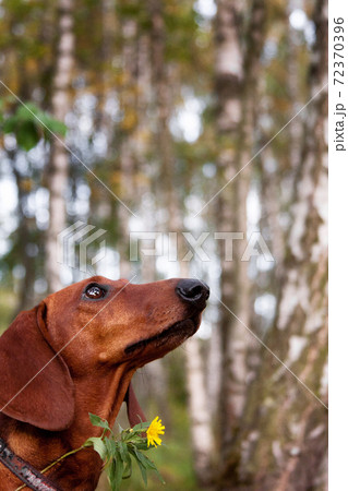 Portrait of a red-haired dachshund dog with a yellow flower on a background of birches 72370396