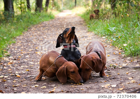 Surprised dachshund among eating dachshunds. Gourmet 72370406