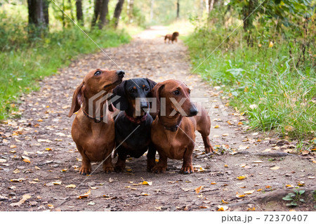 Three dachshund dogs lined up on a track 72370407