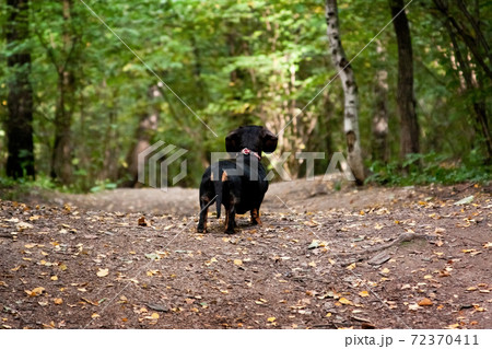 Dreamy lonely lost little black dachshund dog looks into the distance Dreamy lonely lost little black dachshund dog looks into the distance 72370411