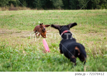 Two dachshunds playing a plate of frisbee Two dachshunds playing a plate of frisbee 72370412