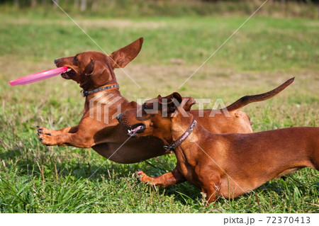 Two dachshunds play a frisbee plate Two dachshunds play a frisbee plate 72370413
