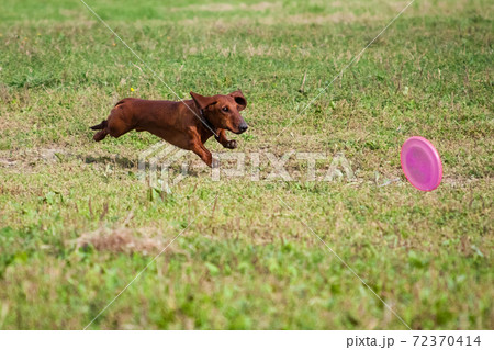 Red-haired dachshund plays a plate of frisbee Red-haired dachshund plays a plate of frisbee 72370414