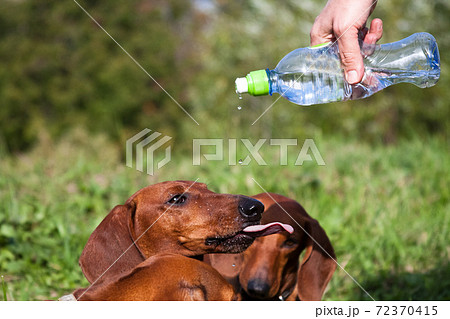 Dachshunds drink water, sticking out their tongue, which drip Dachshunds drink water, sticking out their tongue, which drip 72370415