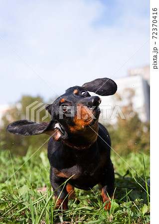 little black dog dachshund twirls ears like a propeller little black dog dachshund twirls ears like a propeller 72370416