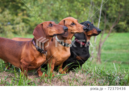 Three dachshund dogs lined up in a row Three dachshund dogs lined up in a row 72370436