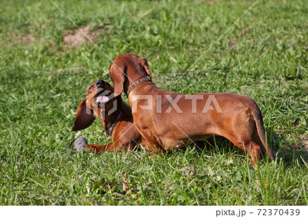 Two dachshunds play among themselves and bite Two dachshunds play among themselves and bite 72370439