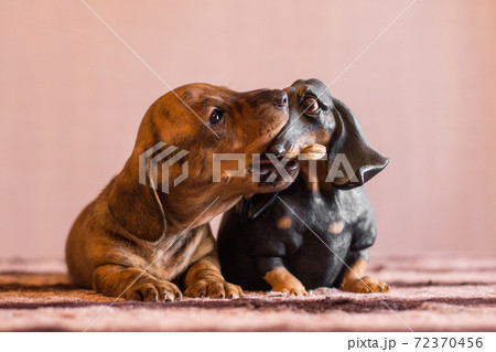 Brindle dachshund puppy catches doxie figurine by its nose 72370456