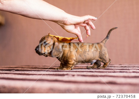 Autumn brindle dachshund puppy with female hand Autumn brindle dachshund puppy with female hand 72370458