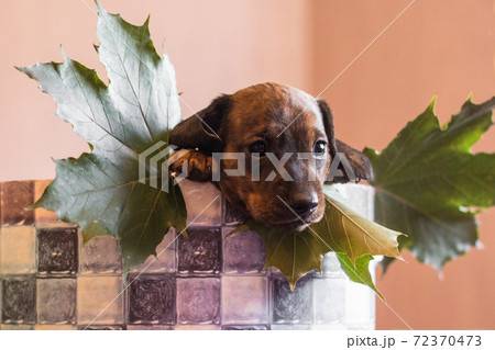 Dachshund pup in a checkered basket with maple leaves 72370473