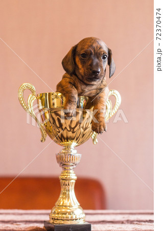 Tiny dachshund winner pup in a huge prize cup 72370474