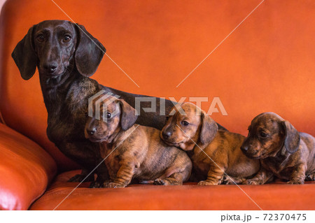 Dachshund dog family on orange couch 72370475