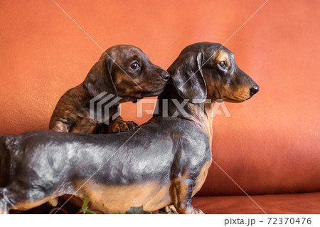 Twin dachshunds, live puppy and a doxie figurine 72370476