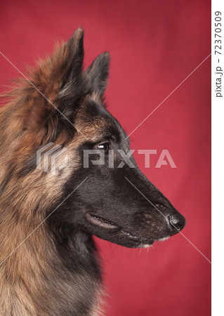 Portrait of a red-haired Tervuren dog on a red background Portrait of a red-haired Tervuren dog on a red background 72370509