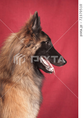 Portrait of a red-haired Tervuren dog on a red background 72370510