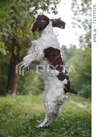 Flying eared dog in summer Flying eared dog in summer 72370526
