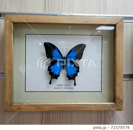 Papilio Ulysses Butterfly in a frame on the wall 72370576