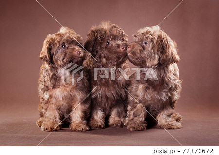 Three brown puppies on a brown background Three brown puppies on a brown background 72370672