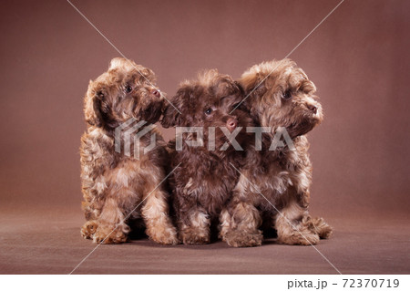 Three brown puppies on a brown background Three brown puppies on a brown background 72370719