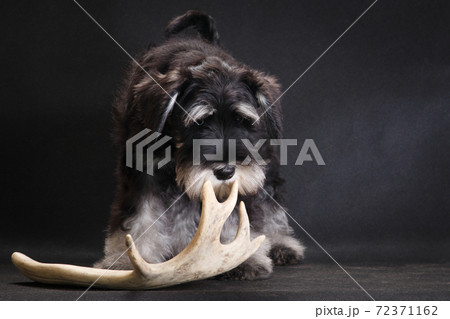 Miniature Schnauzer dog and deer horns 72371162