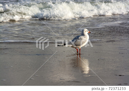 Gull at the Baltic Sea, Germany Gull at the Baltic Sea, Germany 72371233