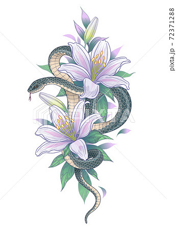 Vector Twisted Snake among Lily Flowersのイラスト素材 [72371288