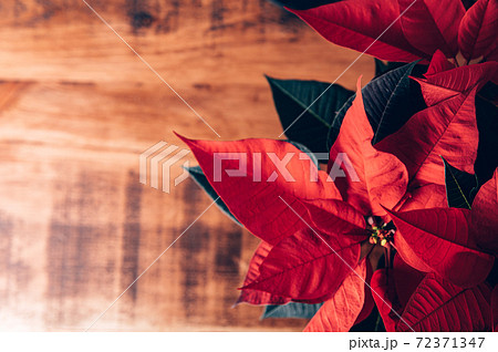 Christmas Poinsettia in ceramic pot 72371347
