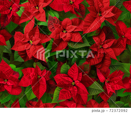 Red poinsettia Christmas flowers seamless pattern Red poinsettia Christmas flowers seamless pattern 72372092