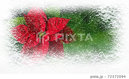 Flor de Pascua or Poinsettia flower in winter covered with snowfall greating card Flor de Pascua or Poinsettia flower in winter covered with snowfall greating card 72372094